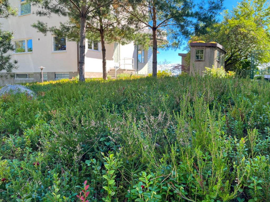 Piiraisen kunttaa kaupunkitontilla